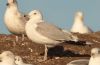 Caspian Gull at Private site with no public access (Steve Arlow) (52490 bytes)