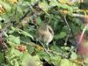 Barred Warbler at Gunners Park (Mike Clarke) (93059 bytes)