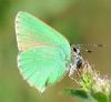 Green Hairstreak at Canvey Wick (Graham Oakes) (96248 bytes)