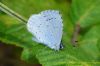 Holly Blue at Canvey Wick (Richard Howard) (97946 bytes)