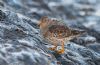 Purple Sandpiper at Canvey Point (Jeff Delve) (77256 bytes) Purple Sandpiper at Canvey Point (Jeff Delve) (77256 bytes)