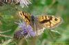 Wall Brown at Bowers Marsh (RSPB) (Richard Howard) (112979 bytes)