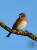 Brambling at Bowers Marsh (RSPB) (Graham Oakes) (29386 bytes)