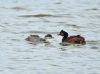 Black-necked Grebe at Bowers Marsh (RSPB) (Graham Oakes) (58537 bytes) Black-necked Grebe at Bowers Marsh (RSPB) (Graham Oakes) (58537 bytes)