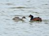 Black-necked Grebe at Bowers Marsh (RSPB) (Graham Oakes) (58537 bytes)