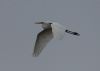 Great White Egret at Wallasea Island (RSPB) (Jeff Delve) (18632 bytes) Great White Egret at Wallasea Island (RSPB) (Jeff Delve) (18632 bytes)