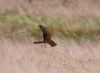 Pallid Harrier at Wallasea Island (RSPB) (Vince Kinsler) (48307 bytes)