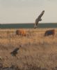 Short-eared Owl at Wallasea Island (RSPB) (Jeff Delve) (53120 bytes)