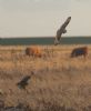 Short-eared Owl at Wallasea Island (RSPB) (Jeff Delve) (53120 bytes) Short-eared Owl at Wallasea Island (RSPB) (Jeff Delve) (53120 bytes)