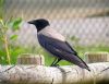 Hooded Crow at Shoebury Coastguards (Paul Baker) (77896 bytes)