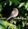 Spotted Flycatcher at Shoebury East Beach (Vince Kinsler) (78235 bytes)