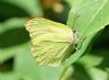 Brimstone at Belfairs Great Wood (Vince Kinsler) (57213 bytes)