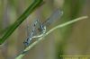 Azure Damselfly at Benfleet Downs (Richard Howard) (46427 bytes)