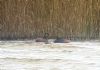 Black-necked Grebe at Bowers Marsh (RSPB) (Paul Baker) (68459 bytes)