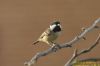 Coal Tit at South Benfleet (Richard Howard) (62209 bytes)