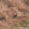 Yellowhammer at Bowers Marsh (RSPB) (Vince Kinsler) (179041 bytes)