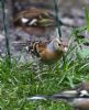 Brambling at Canewdon (Jeff Delve) (85165 bytes)