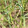 Southern Emerald Damselfly at Gunners Park (Andrew Armstrong) (78055 bytes) Southern Emerald Damselfly at Gunners Park (Andrew Armstrong) (78055 bytes)
