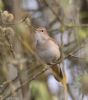 Nightingale at Canvey Wick (Jeff Delve) (51002 bytes)