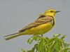 Yellow Wagtail at Bowers Marsh (RSPB) (Graham Oakes) (49069 bytes)