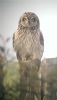 Short-eared Owl at South Fambridge (Neil Chambers) (31435 bytes) Short-eared Owl at South Fambridge (Neil Chambers) (31435 bytes)