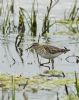 Wood Sandpiper at Vange Marsh (RSPB) (Graham Oakes) (100549 bytes)