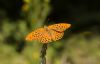 Silver-washed Fritillary at Belfairs Great Wood (Steve Arlow) (33346 bytes)