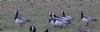 Barnacle Goose at Wallasea Island (RSPB) (Jeff Delve) (41729 bytes)