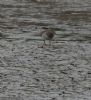 Pectoral Sandpiper at Lower Raypits (Jeff Delve) (130393 bytes) Pectoral Sandpiper at Lower Raypits (Jeff Delve) (130393 bytes)