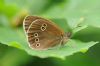 Ringlet at Belfairs (Richard Howard) (47495 bytes)