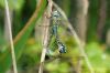 Southern Migrant Hawker at Wat Tyler Country Park (Richard Howard) (55031 bytes)