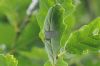 Purple Hairstreak at Belfairs N.R. (Richard Howard) (57150 bytes)