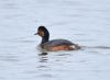 Black-necked Grebe at Bowers Marsh (RSPB) (Graham Oakes) (28790 bytes)