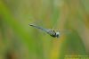 Southern Migrant Hawker at Wat Tyler Country Park (Richard Howard) (27849 bytes)