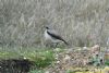 Wheatear at Gunners Park (Richard Howard) (92994 bytes)