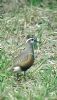 Dotterel at Wallasea Island (RSPB) (Neil Chambers) (84374 bytes)