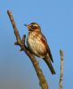 Redwing at Bowers Marsh (RSPB) (Graham Oakes) (48177 bytes)