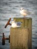 Kittiwake at Southend Pier (Matt Bruty) (72707 bytes) Kittiwake at Southend Pier (Matt Bruty) (72707 bytes)
