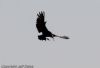 Glossy Ibis at Vange Marsh (RSPB) (Jeff Delve) (24670 bytes) Glossy Ibis at Vange Marsh (RSPB) (Jeff Delve) (24670 bytes)