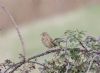 Corn Bunting at Wallasea Island (RSPB) (Andrew Armstrong) (64851 bytes)