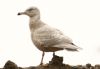 Glaucous Gull at Private site with no public access (Steve Arlow) (83073 bytes) Glaucous Gull at Private site with no public access (Steve Arlow) (83073 bytes)