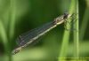 Scarce Emerald Damselfly at Canvey Way (Richard Howard) (44922 bytes)