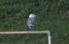 Yellow-legged Gull at Hullbridge (Jeff Delve) (45808 bytes) Yellow-legged Gull at Hullbridge (Jeff Delve) (45808 bytes)