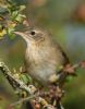 Grasshopper Warbler at Bowers Marsh (RSPB) (Graham Oakes) (65676 bytes)