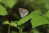 Purple Hairstreak at Hockley Woods (Matt Bruty) (36773 bytes)