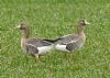 White-fronted Goose at Bowers Marsh (RSPB) (Graham Oakes) (119986 bytes)