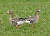 White-fronted Goose at Bowers Marsh (RSPB) (Graham Oakes) (119986 bytes) White-fronted Goose at Bowers Marsh (RSPB) (Graham Oakes) (119986 bytes)