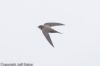 Alpine Swift at Hadleigh Downs (Jeff Delve) (12779 bytes)