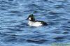 Goldeneye at Paglesham Lagoon (Richard Howard) (96339 bytes)