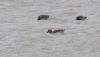 Garganey at Lower Raypits (Jeff Delve) (50601 bytes) Garganey at Lower Raypits (Jeff Delve) (50601 bytes)